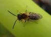 Andrena haemorrhoa